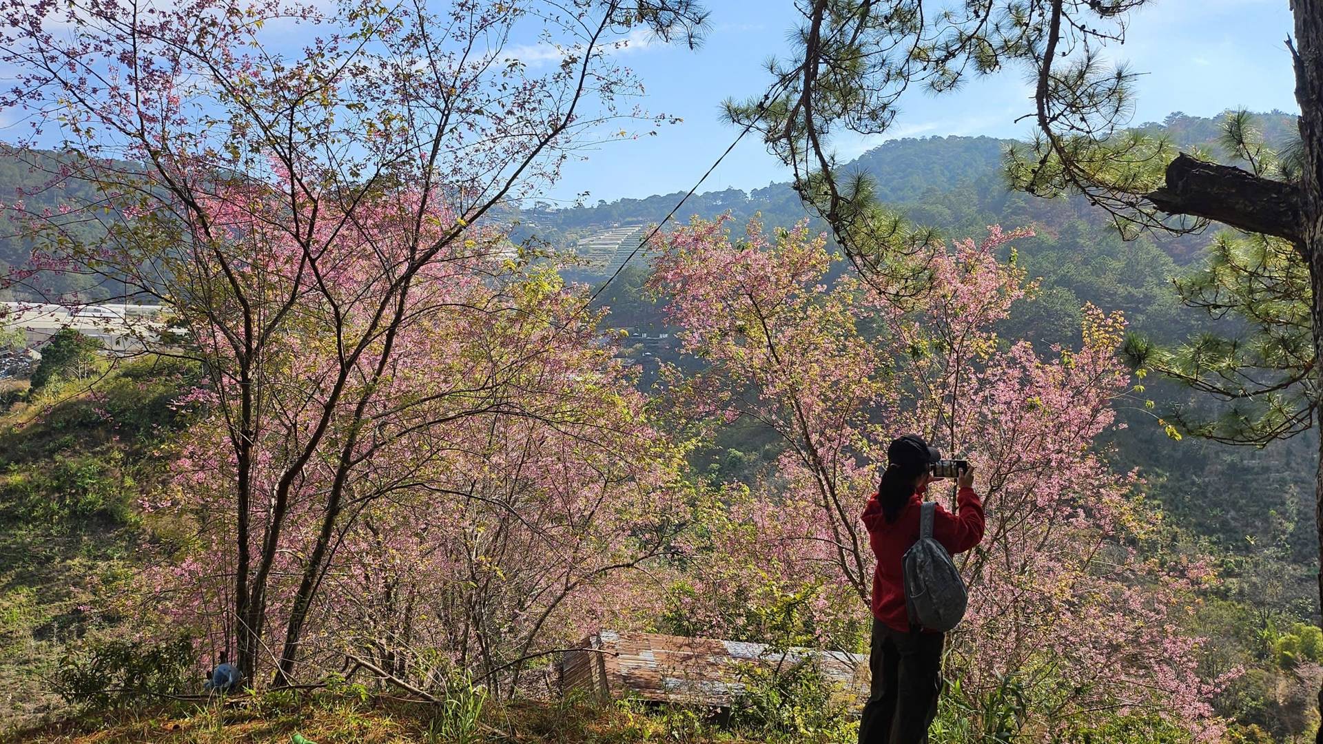 Photo from Đà Lạt