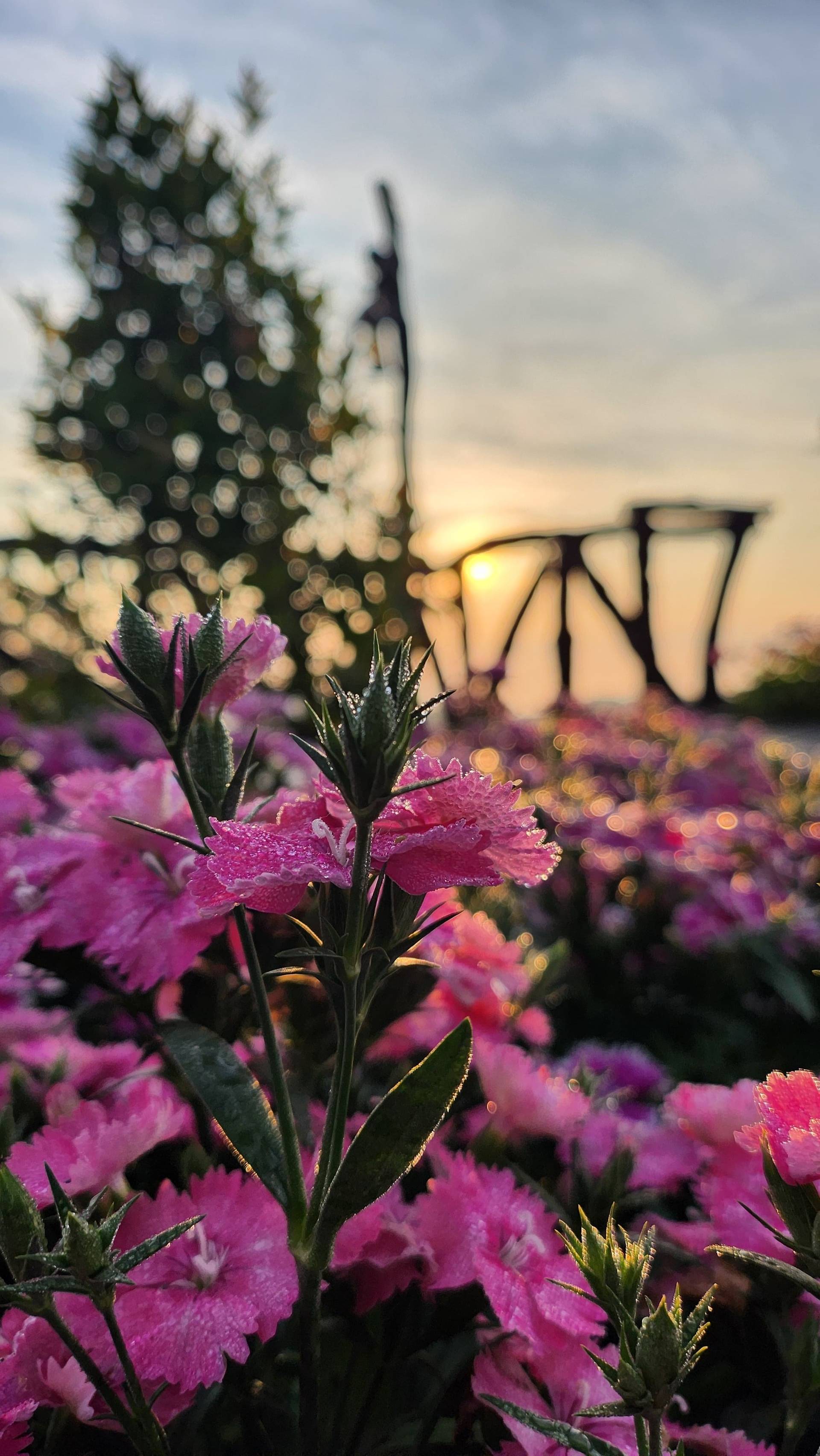 Pink flowers frame a romantic dusk scene with soft evening lights and architectural elements creating an enchanting atmosphere in a Đà Lạt garden venue.