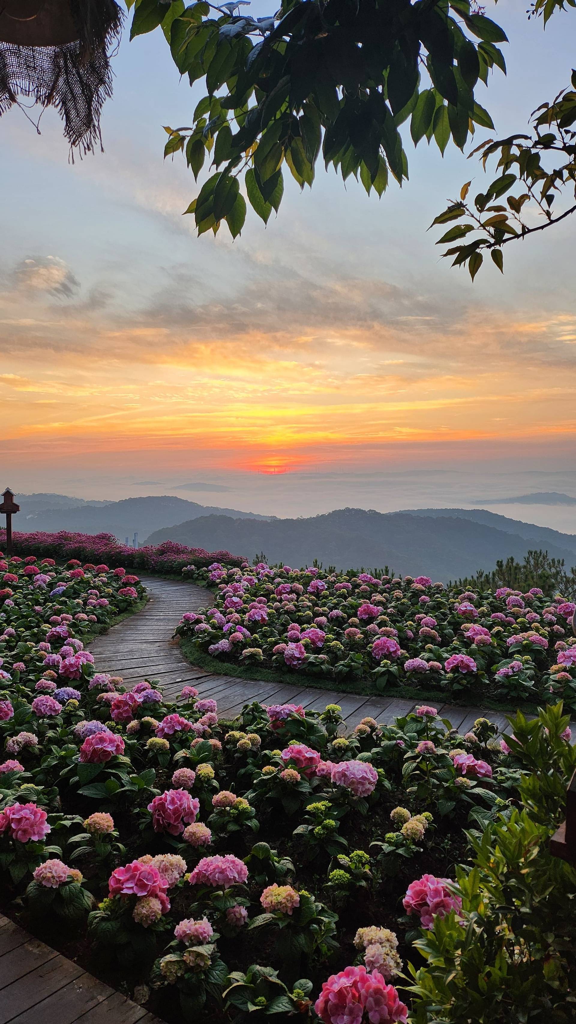 Spectacular sunset illuminates a blooming hydrangea garden with layered mountain ranges in the distance, creating a stunning evening landscape in Vietnam's highlands.