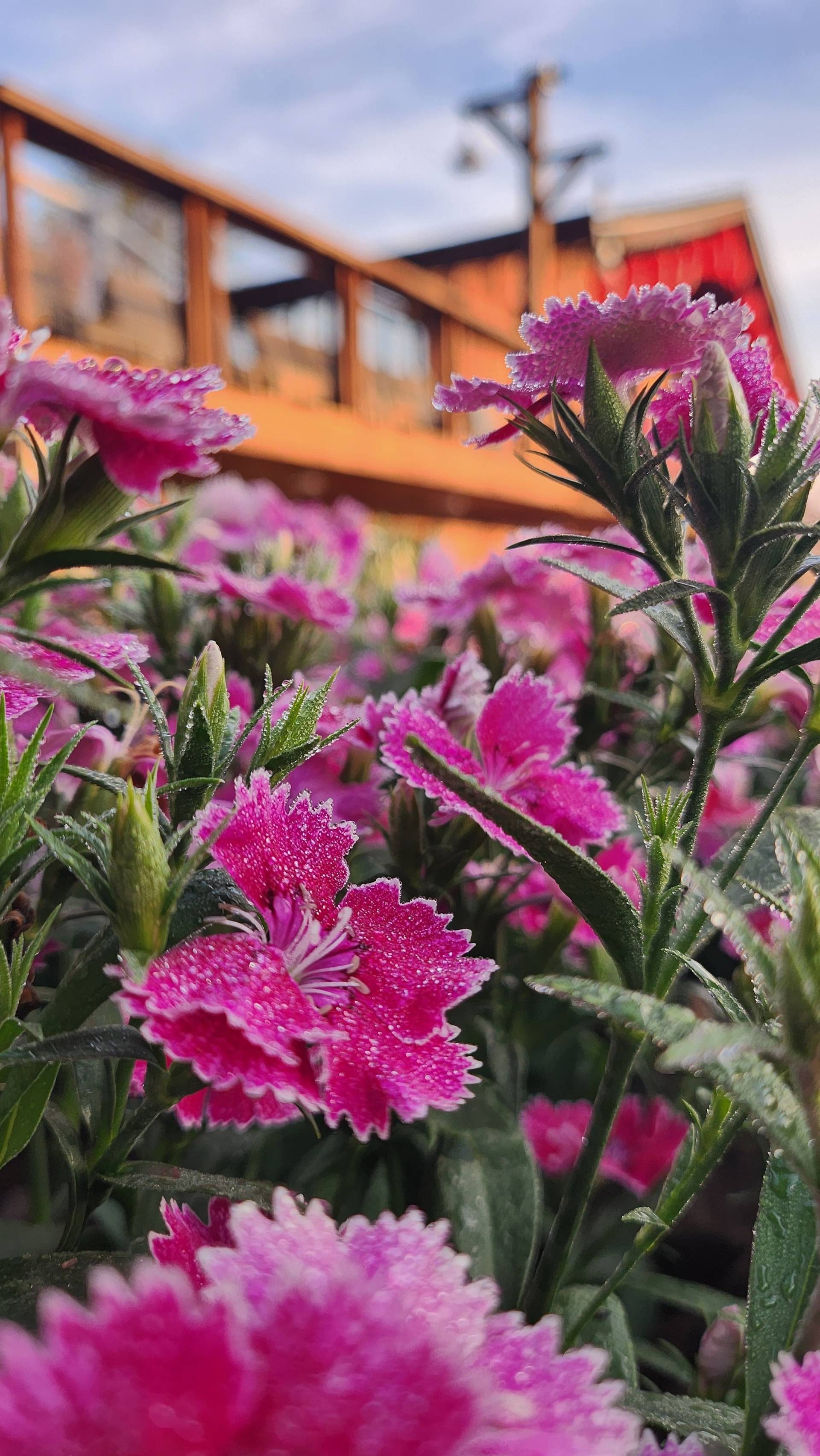 Photo from Đà Lạt