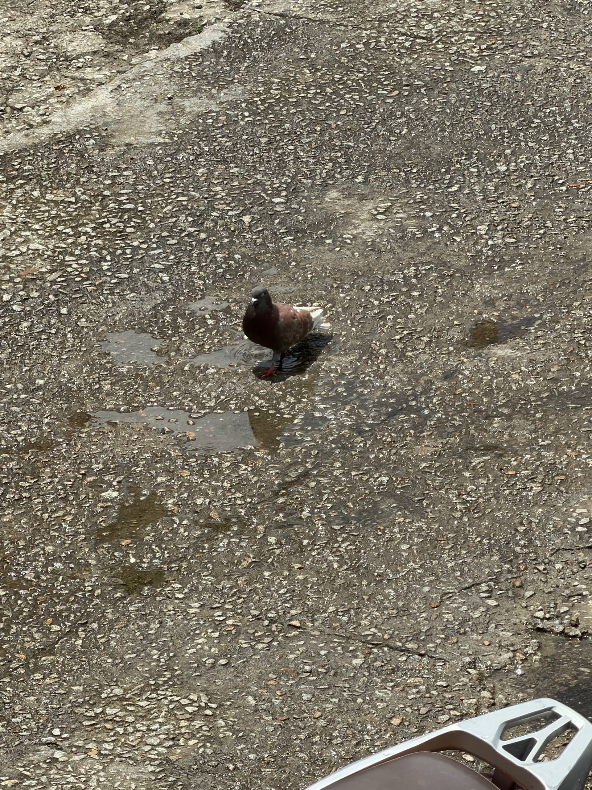 A pigeon stands in a puddle of water on a wet asphalt surface in Đà Lạt, Vietnam, reflecting the serene and calm atmosphere typical of this city.