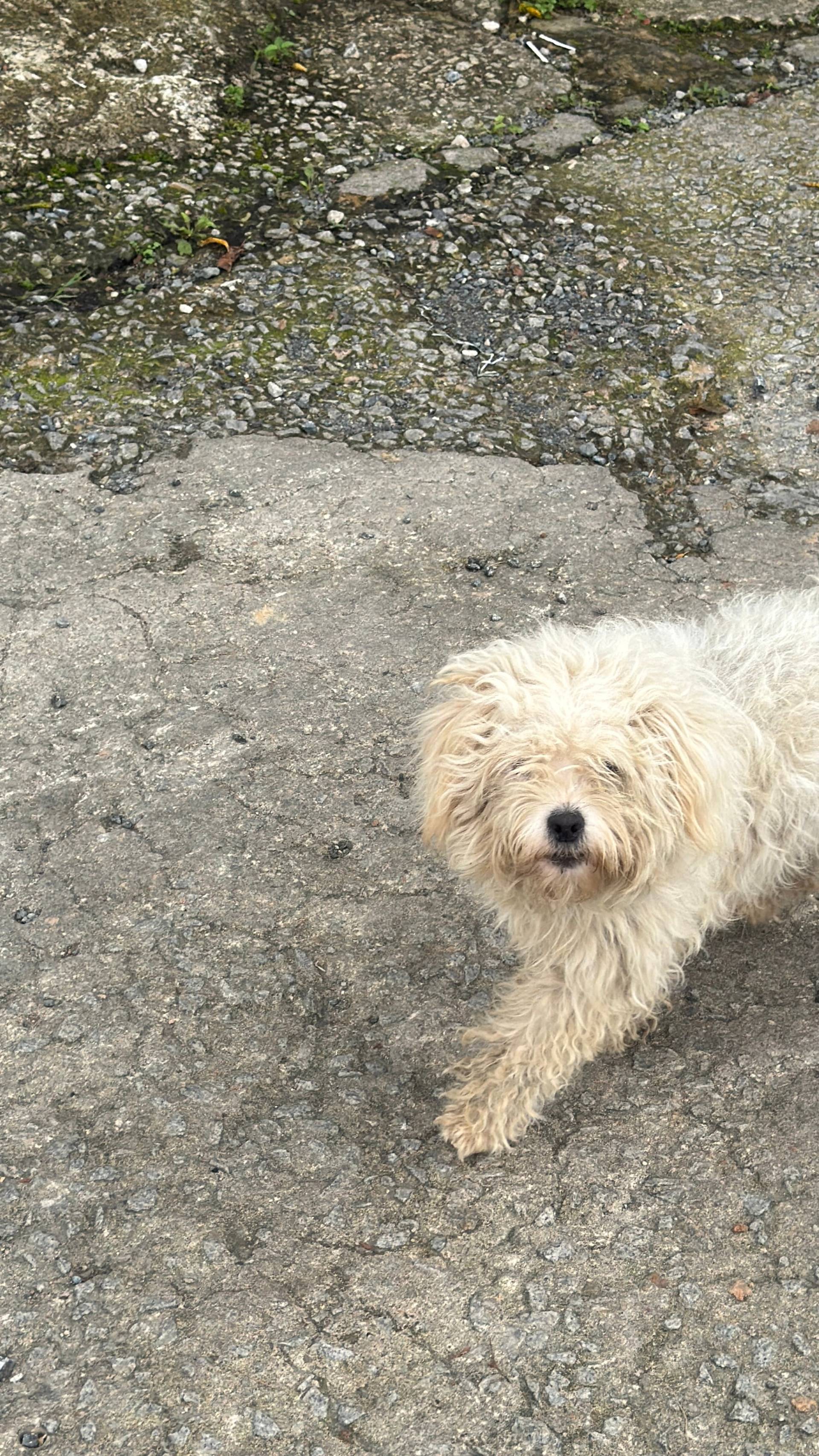 A fluffy white dog with a slightly scruffy coat stands on a cracked asphalt surface in Đà Lạt, Vietnam, surrounded by small rocks and patches of greenery.