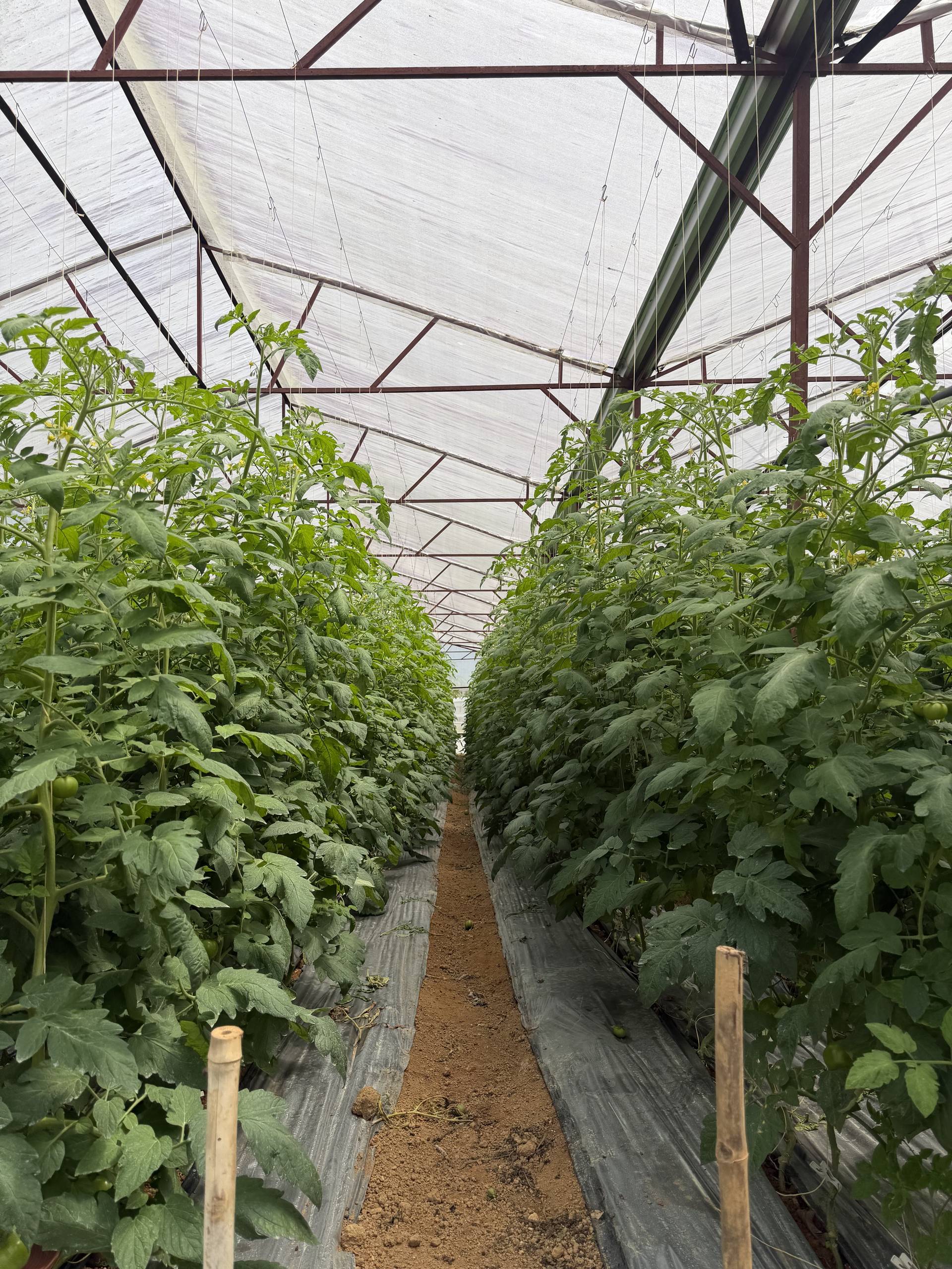 A greenhouse in Đà Lạt, Vietnam, showcasing rows of tomato plants growing under a transparent roof structure.