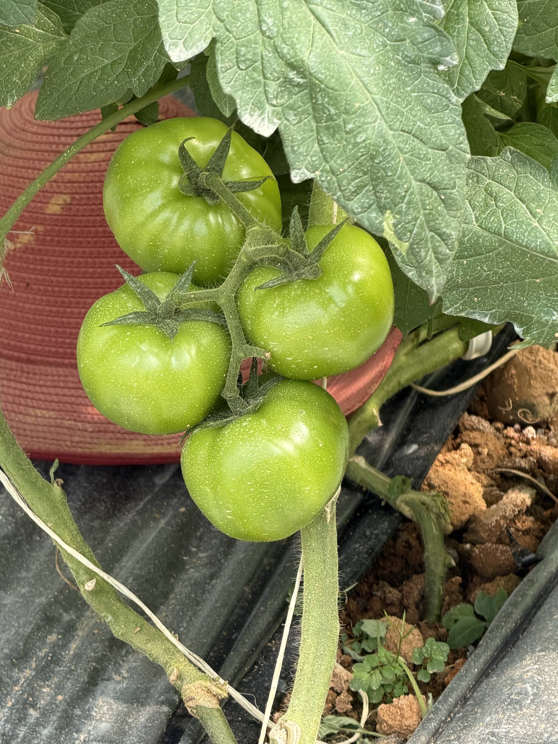 A close-up of green tomatoes growing on a vine in a garden setting, with soil and plant supports visible beneath.