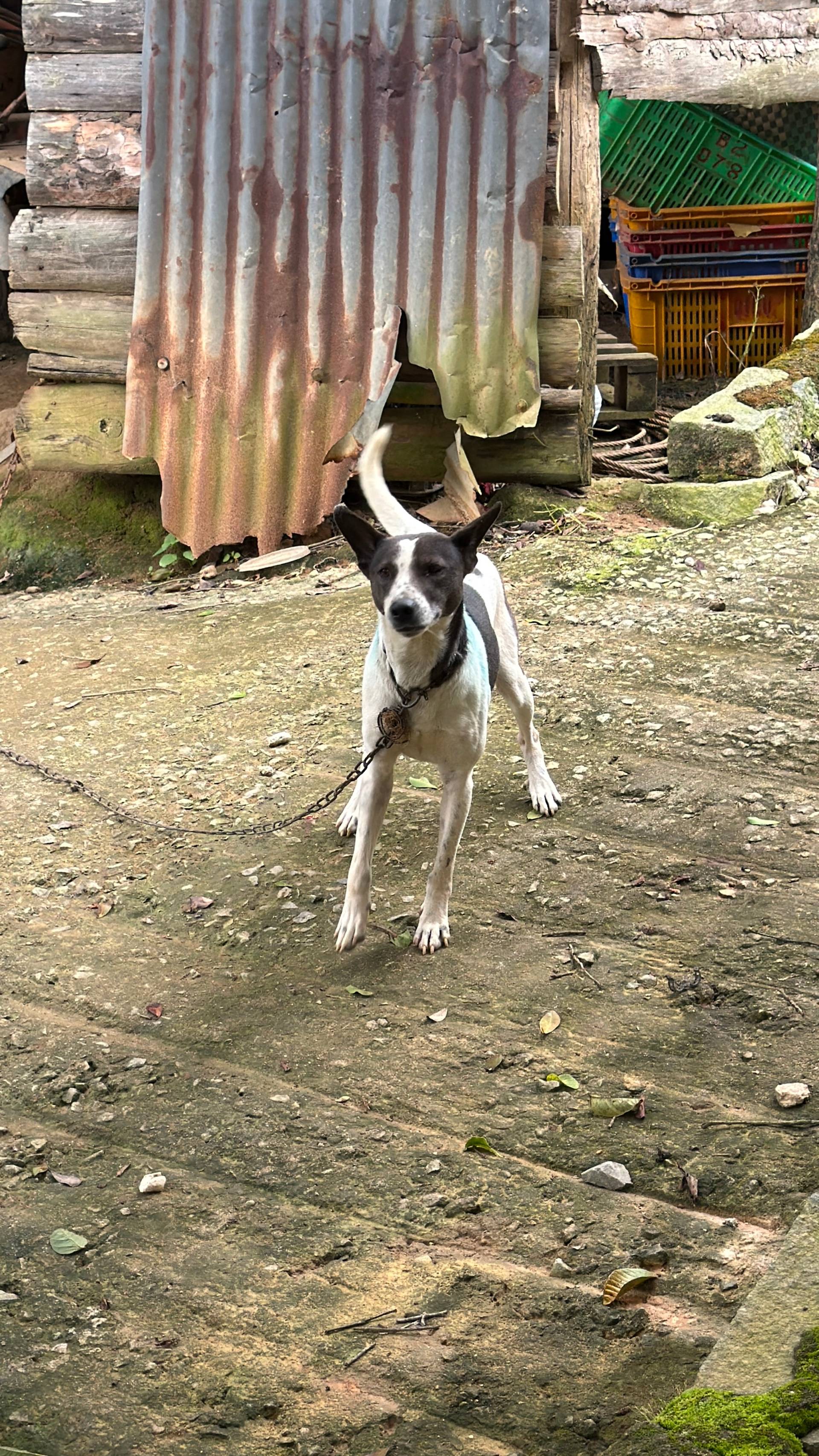 A dog stands tethered in front of a rustic wooden structure with corrugated metal siding and colorful plastic crates stacked nearby, set against a backdrop of moss-covered ground.