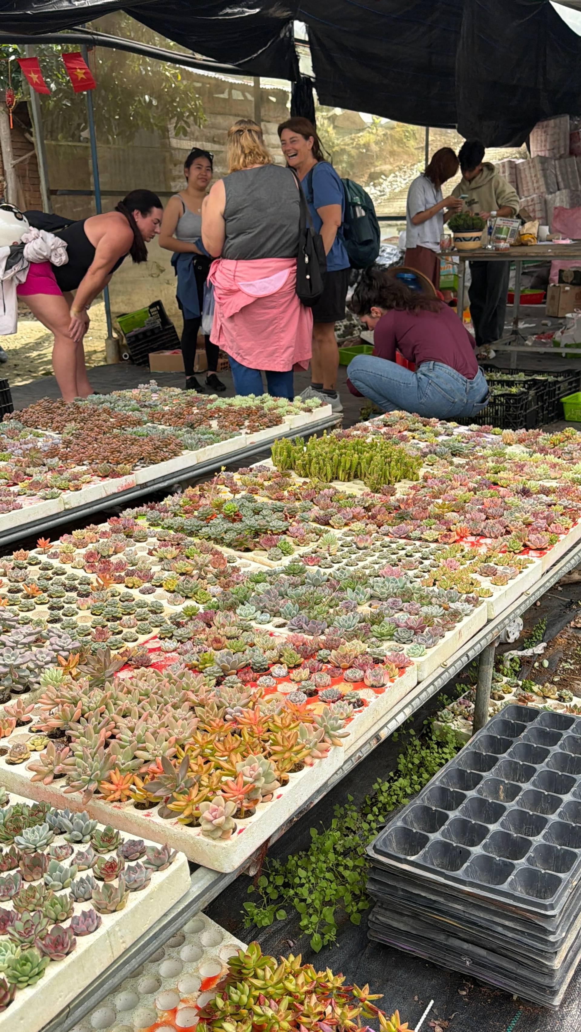A lively market scene in Đà Lạt, Vietnam, featuring a variety of succulents displayed on trays under a black tarp, with people browsing and interacting around the stalls.