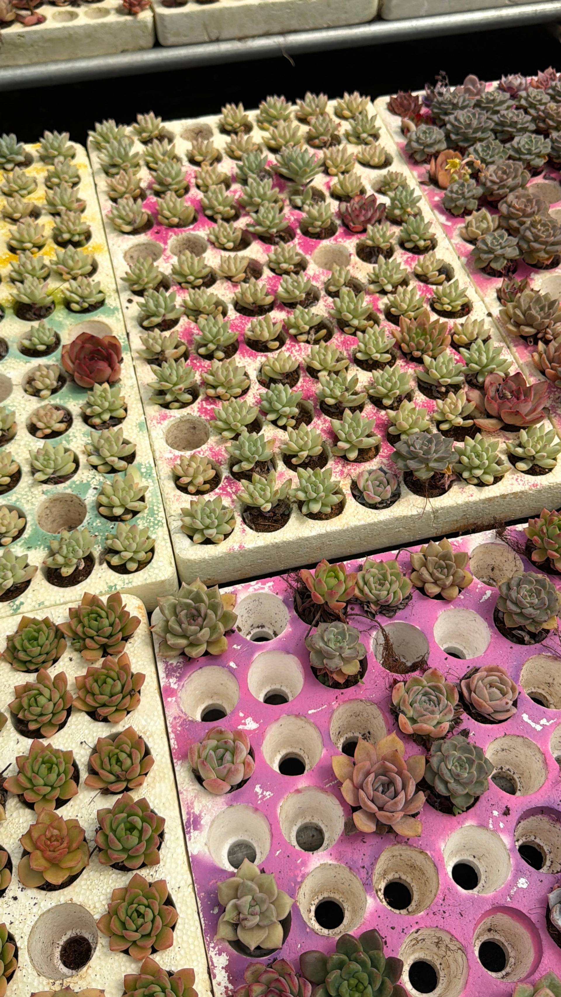 A collection of succulents in various stages of growth displayed in colorful trays, showcasing a vibrant and organized gardening setup typical of Đà Lạt's horticultural scene.