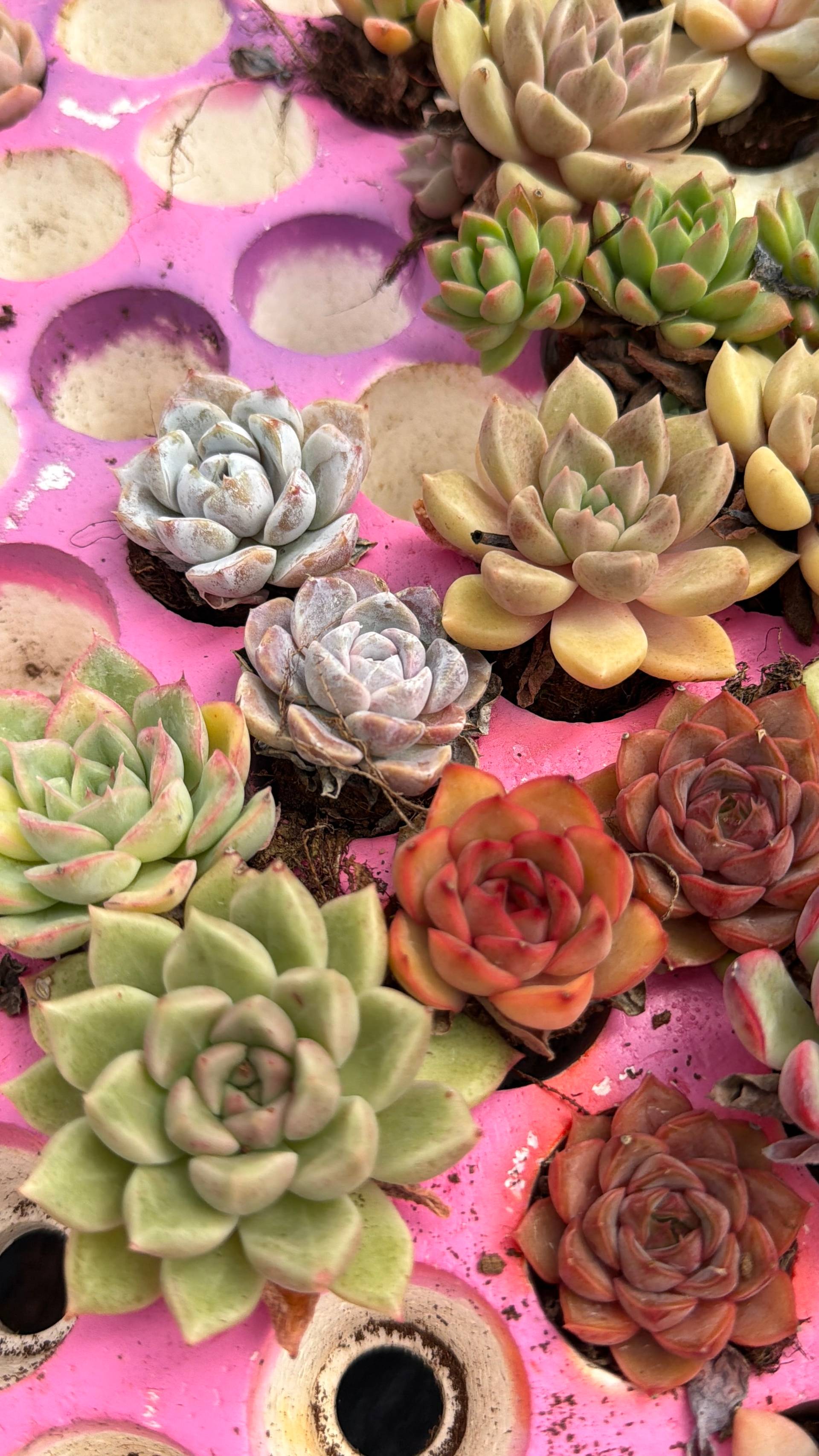 A vibrant display of succulents in various shades of green and pink arranged neatly in a bright pink tray, showcasing their unique textures and colors.
