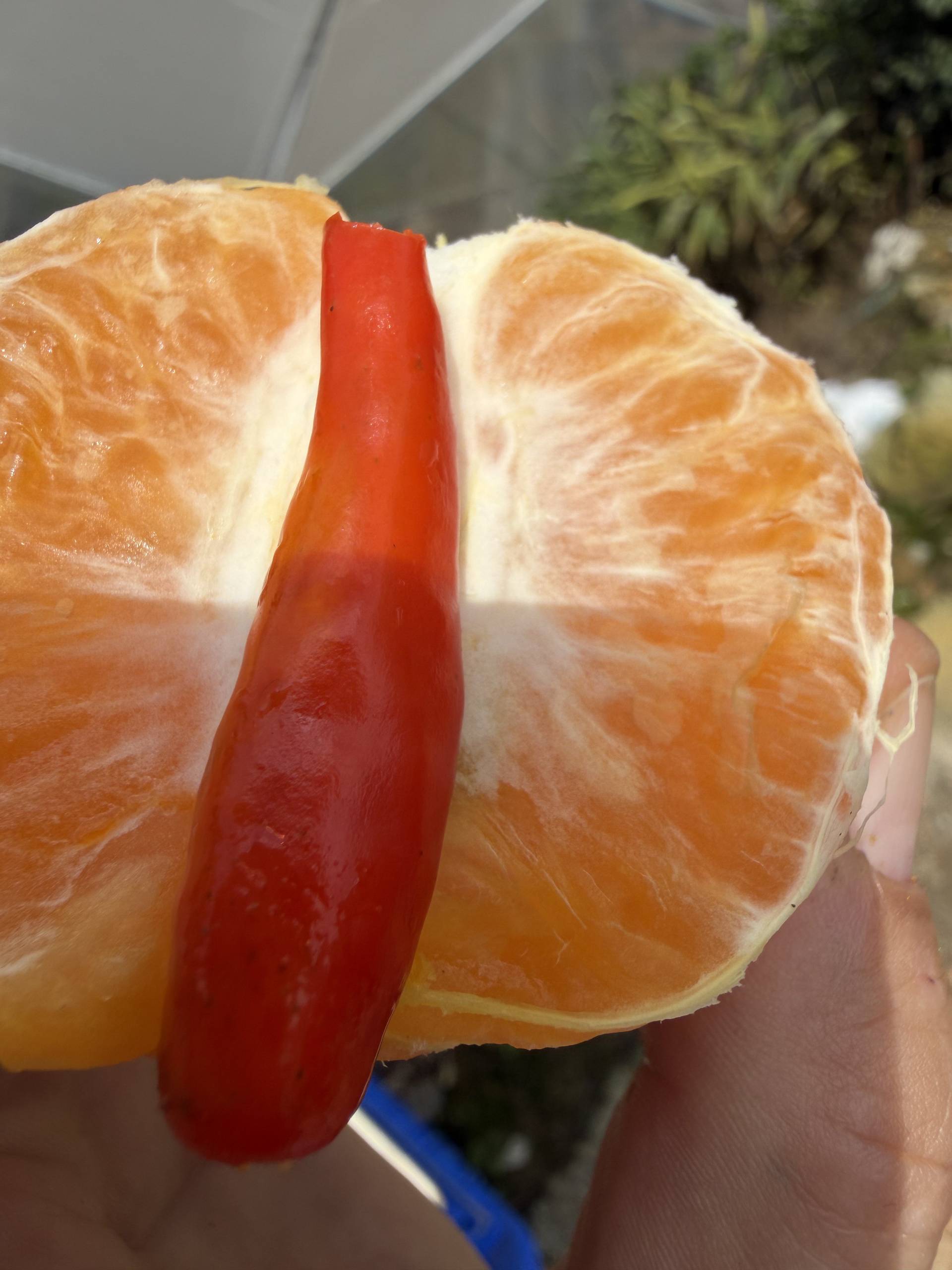 A vibrant scene in Đà Lạt featuring a hand holding a peeled orange with a red chili pepper placed between its segments, symbolizing a mix of sweet and spicy flavors.