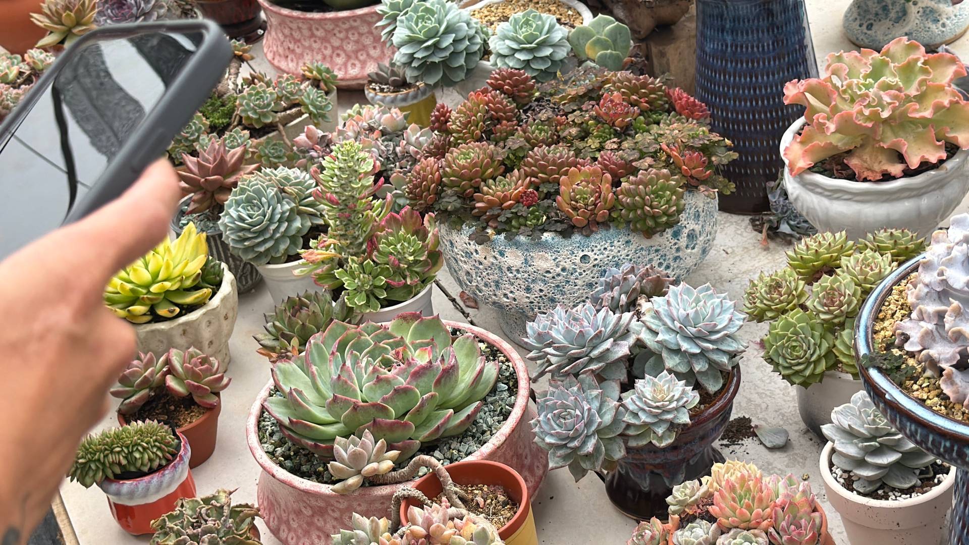 A vibrant display of succulents in various pots arranged neatly on a table, showcasing their diverse shapes and colors under natural daylight.