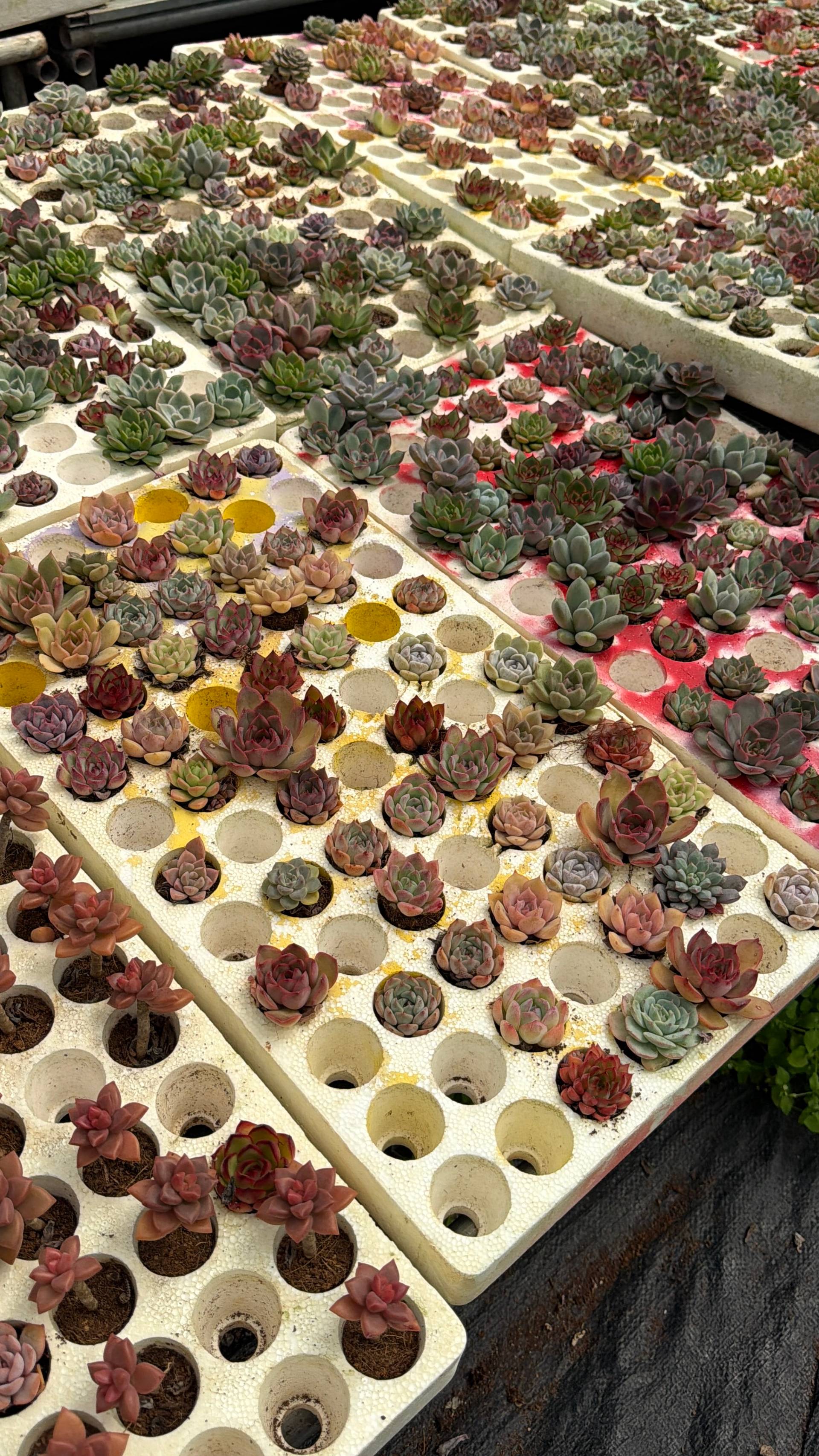 Rows of succulents in various shades displayed on trays, likely part of a botanical or gardening exhibition in Đà Lạt, Vietnam.