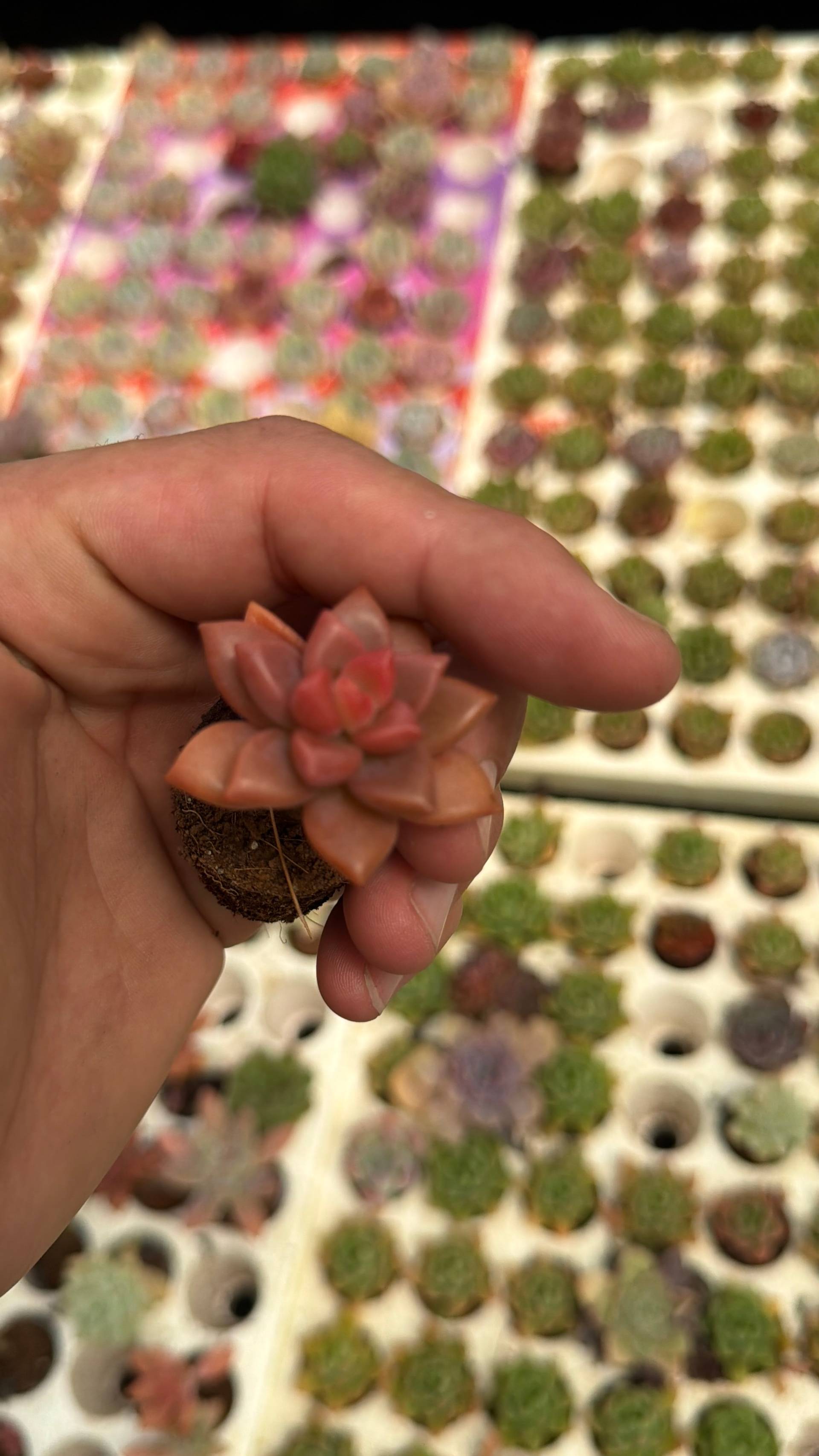 A hand holds a small succulent plant against a backdrop of neatly arranged succulents in a greenhouse setting in Đà Lạt, Vietnam.