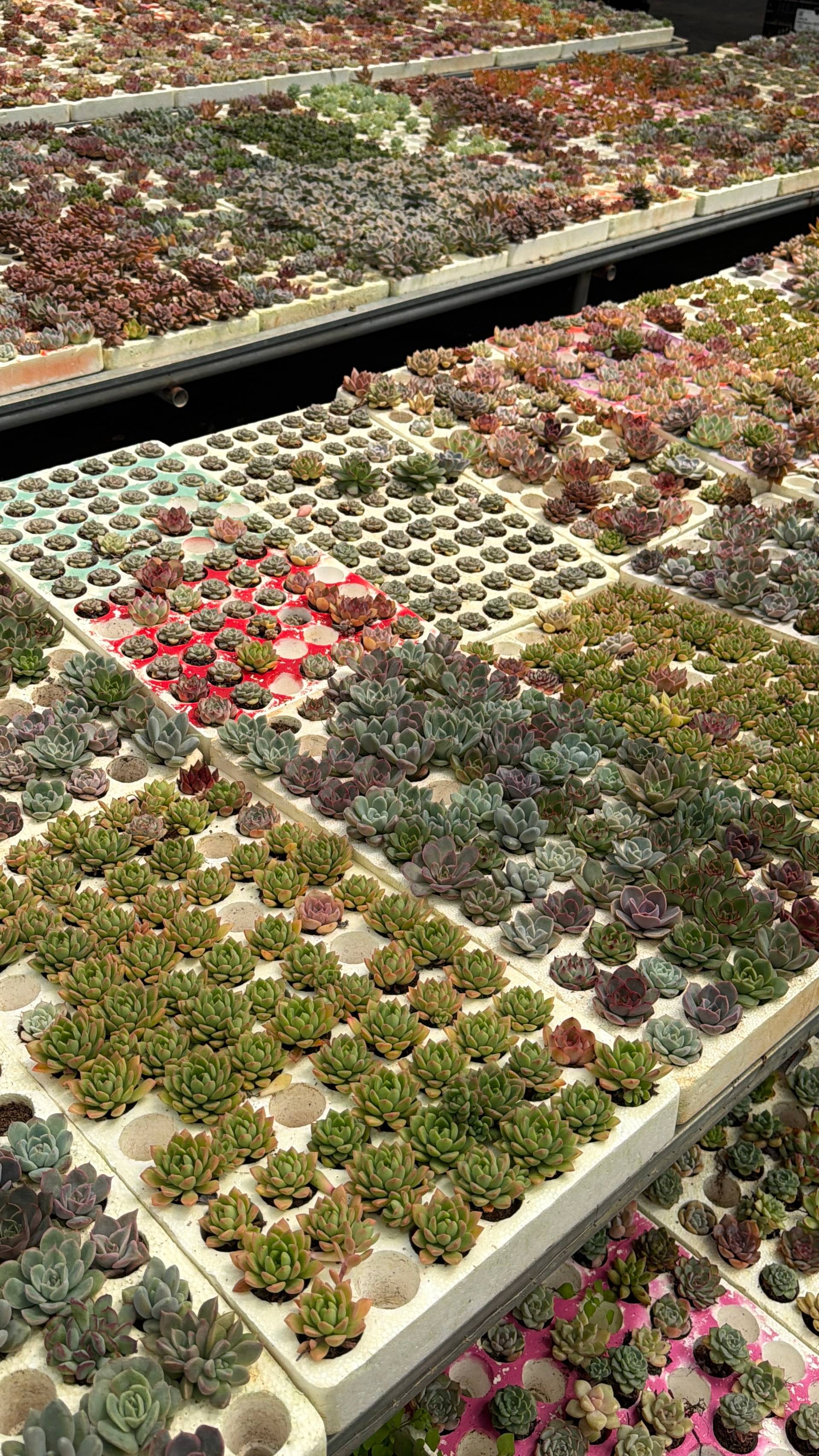 Rows of succulents in a greenhouse setting, showcasing various shades of green and red, indicative of a botanical or horticultural event in Đà Lạt.