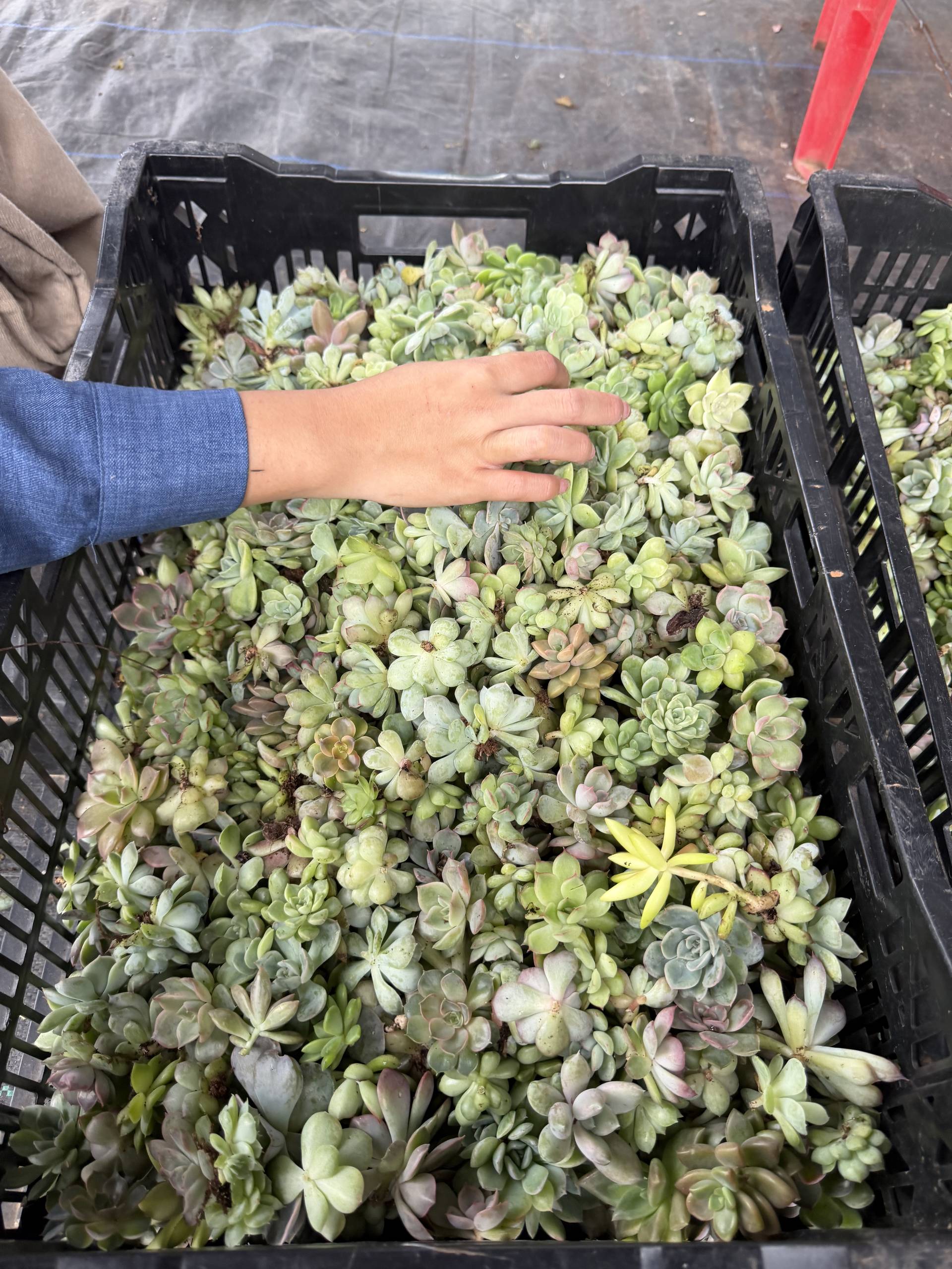 A hand gently touches a vibrant array of succulents in a black crate, set against the backdrop of a bustling market scene in Đà Lạt, Vietnam.