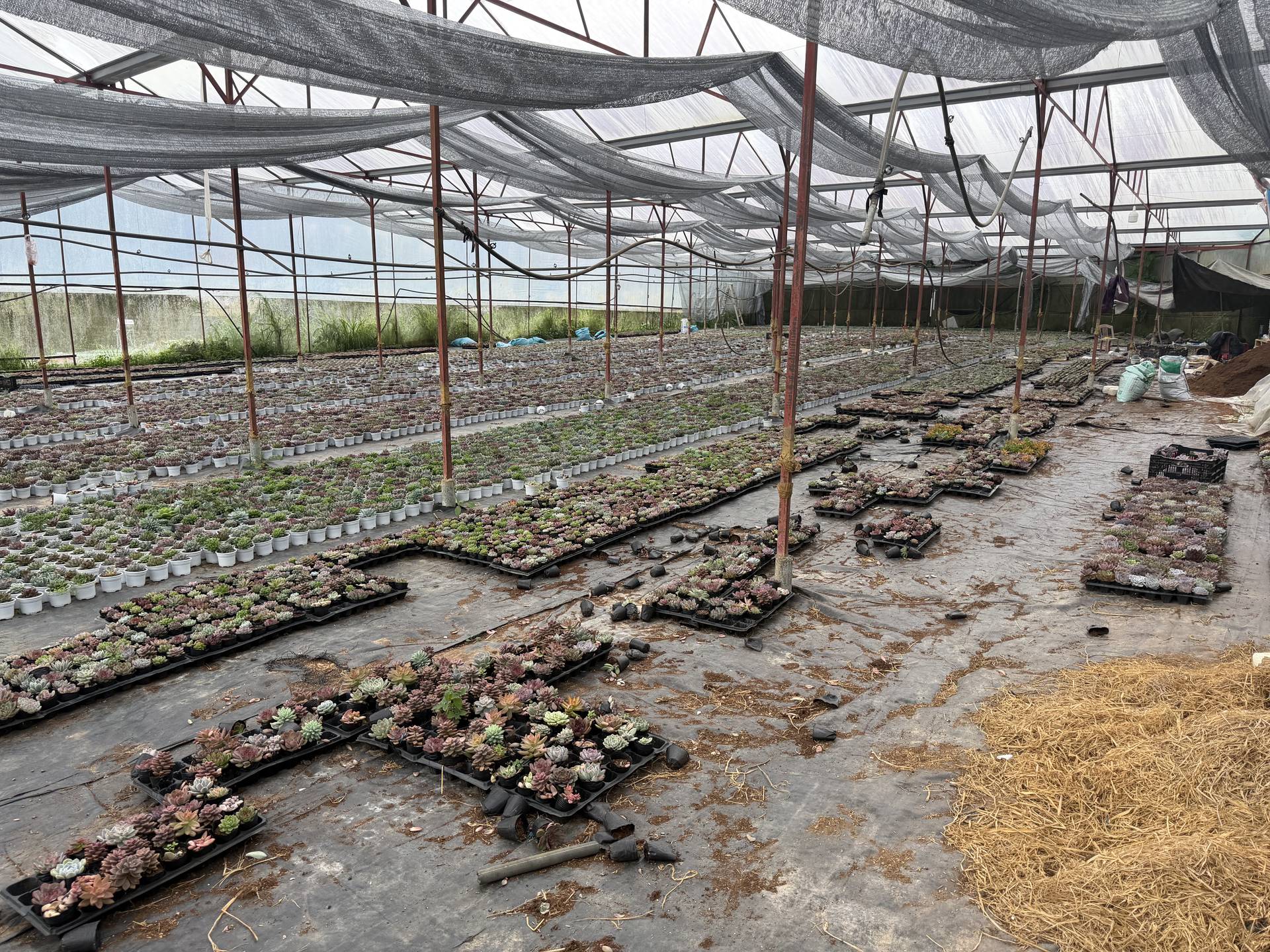 A greenhouse in Đà Lạt filled with rows of succulents under a protective netting structure, showcasing a tranquil and organized agricultural scene.