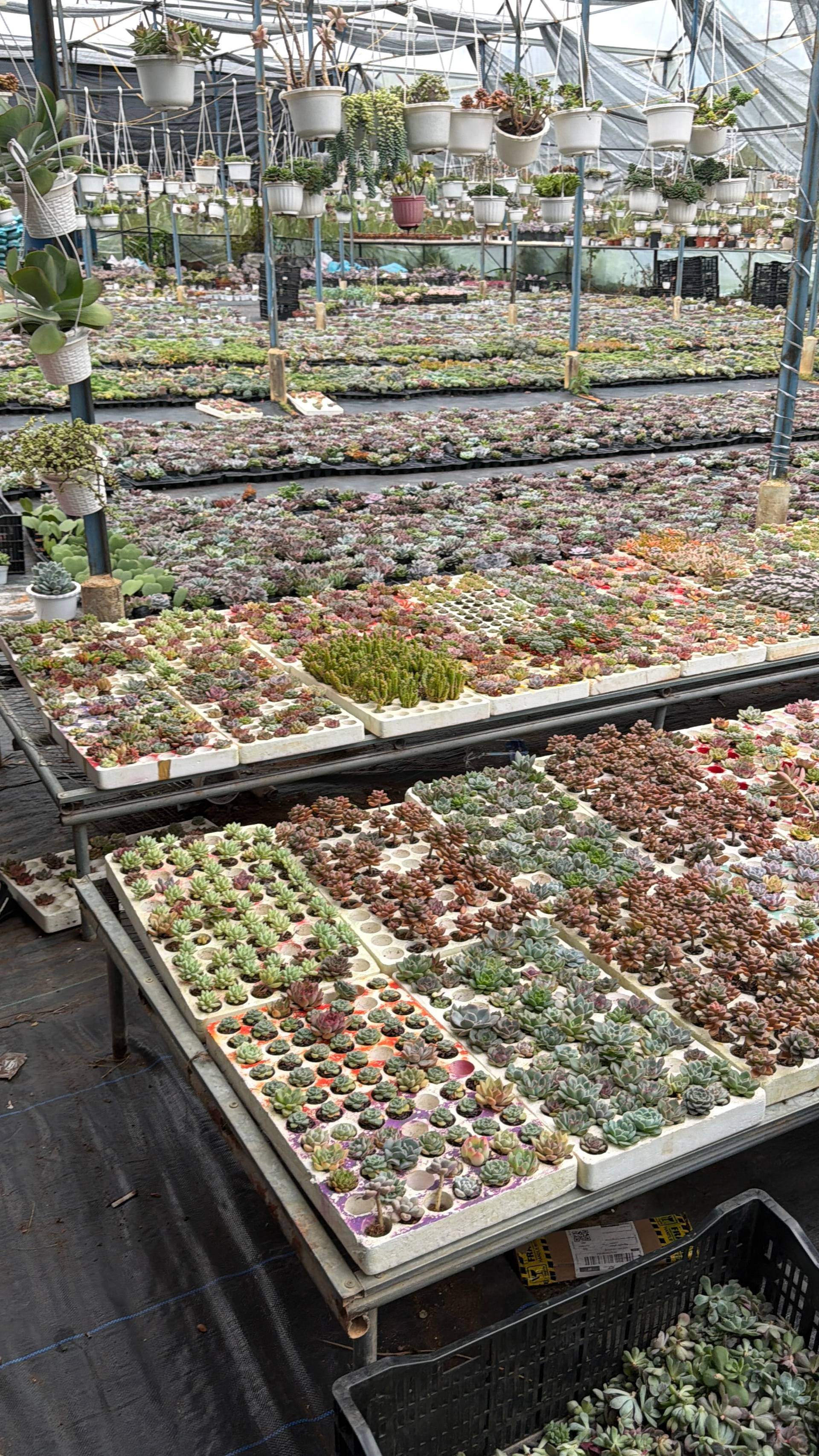 A vibrant succulent nursery in Đà Lạt, Vietnam, showcasing a variety of colorful and drought-tolerant plants arranged neatly in trays and hanging pots under a greenhouse structure.