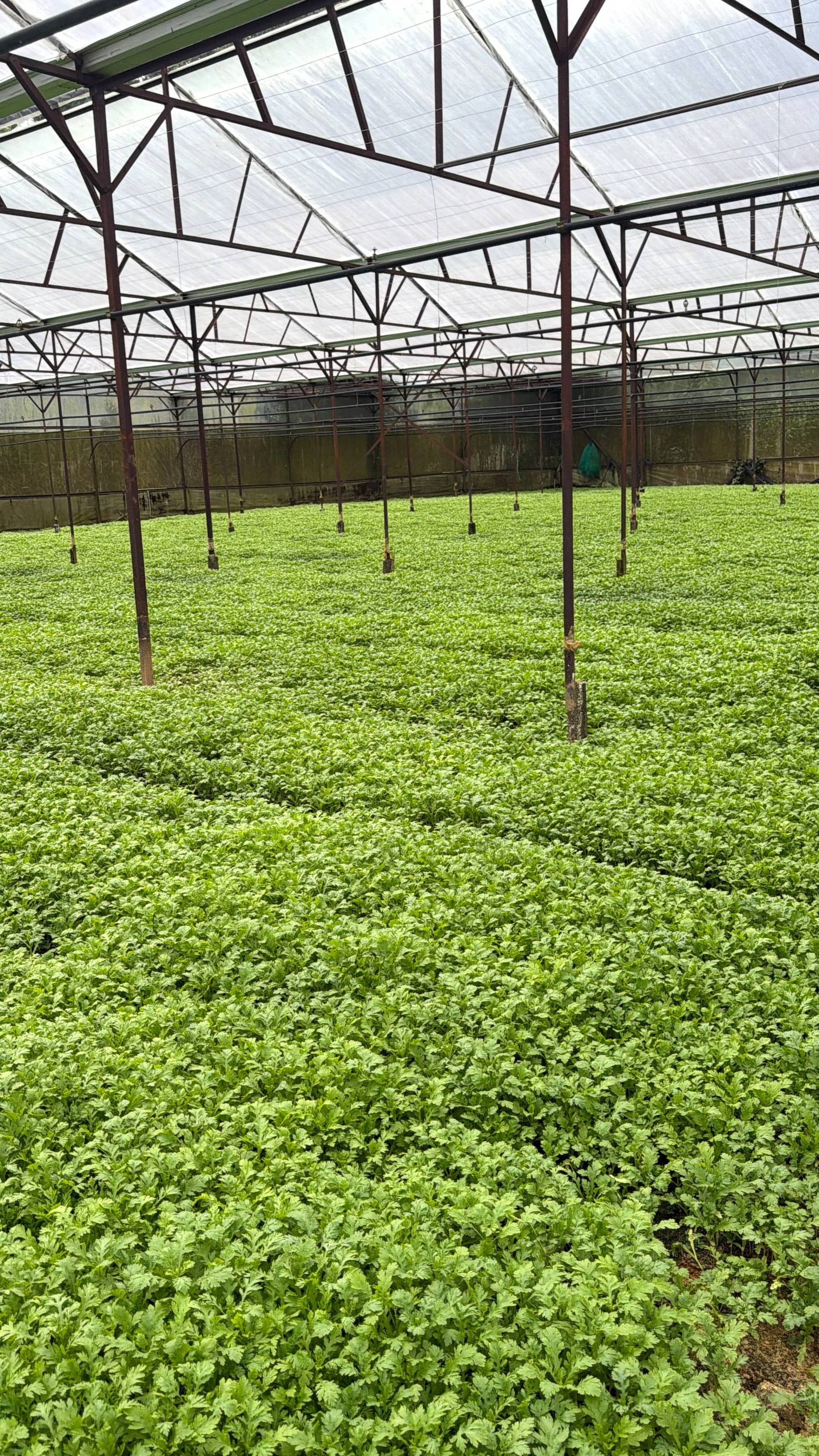 A lush greenhouse in Đà Lạt, Vietnam, filled with rows of vibrant green plants under a transparent roof structure.