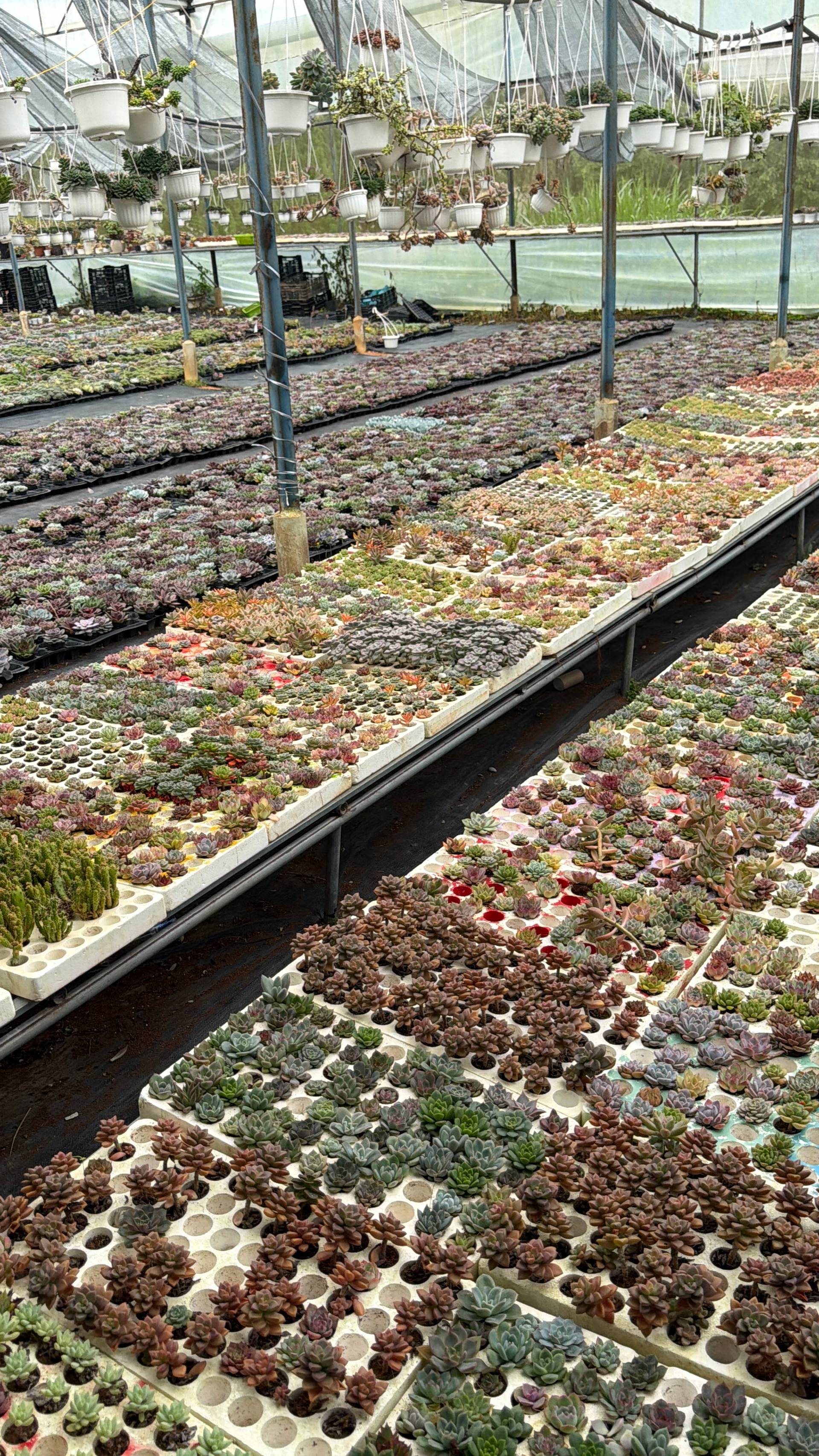 A vibrant greenhouse in Đà Lạt filled with rows of succulents and hanging plants, showcasing a serene and lush botanical environment.