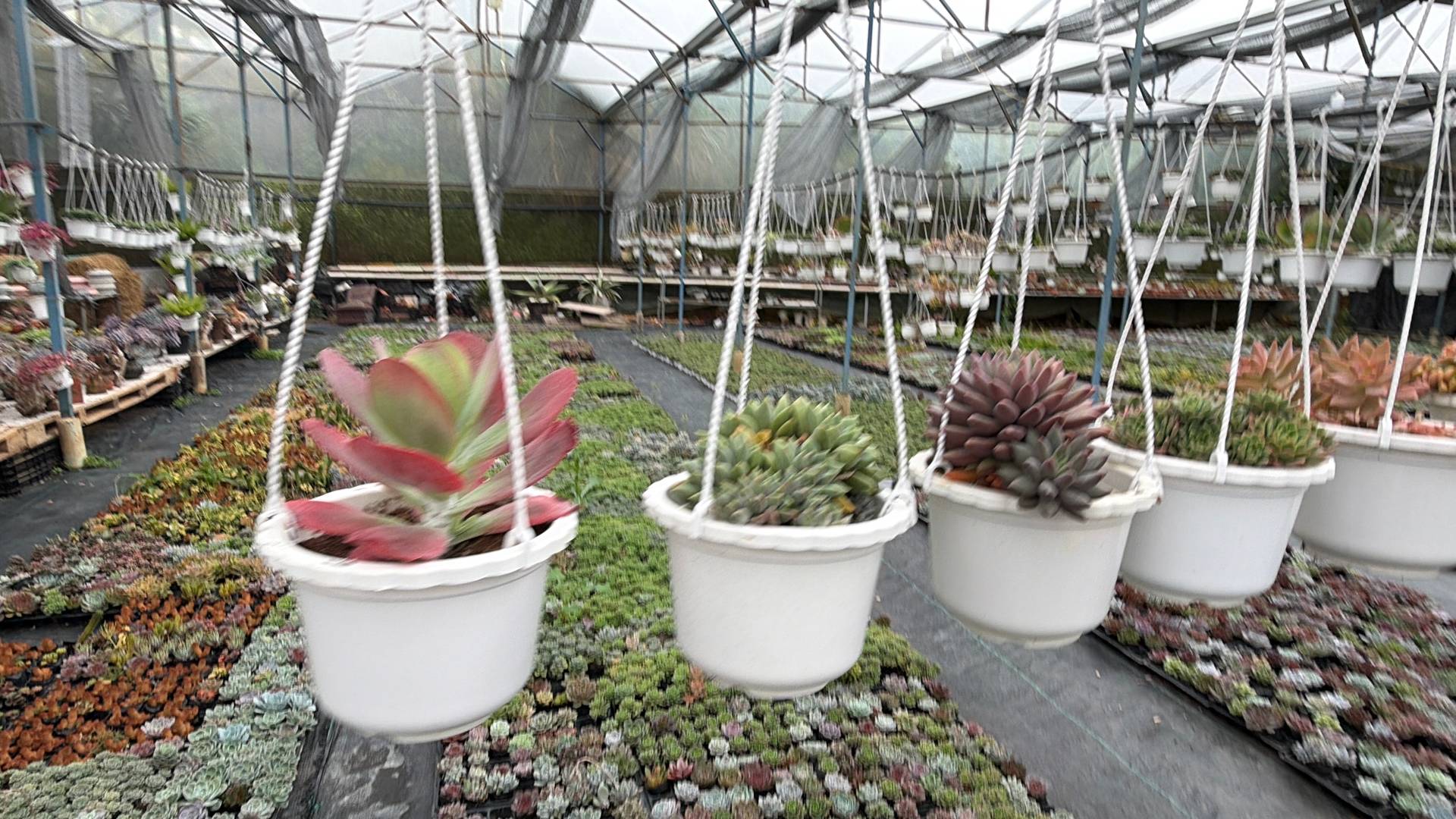 A serene greenhouse in Đà Lạt, Vietnam, filled with hanging succulents and a variety of potted plants, showcasing the vibrant greenery typical of this region.