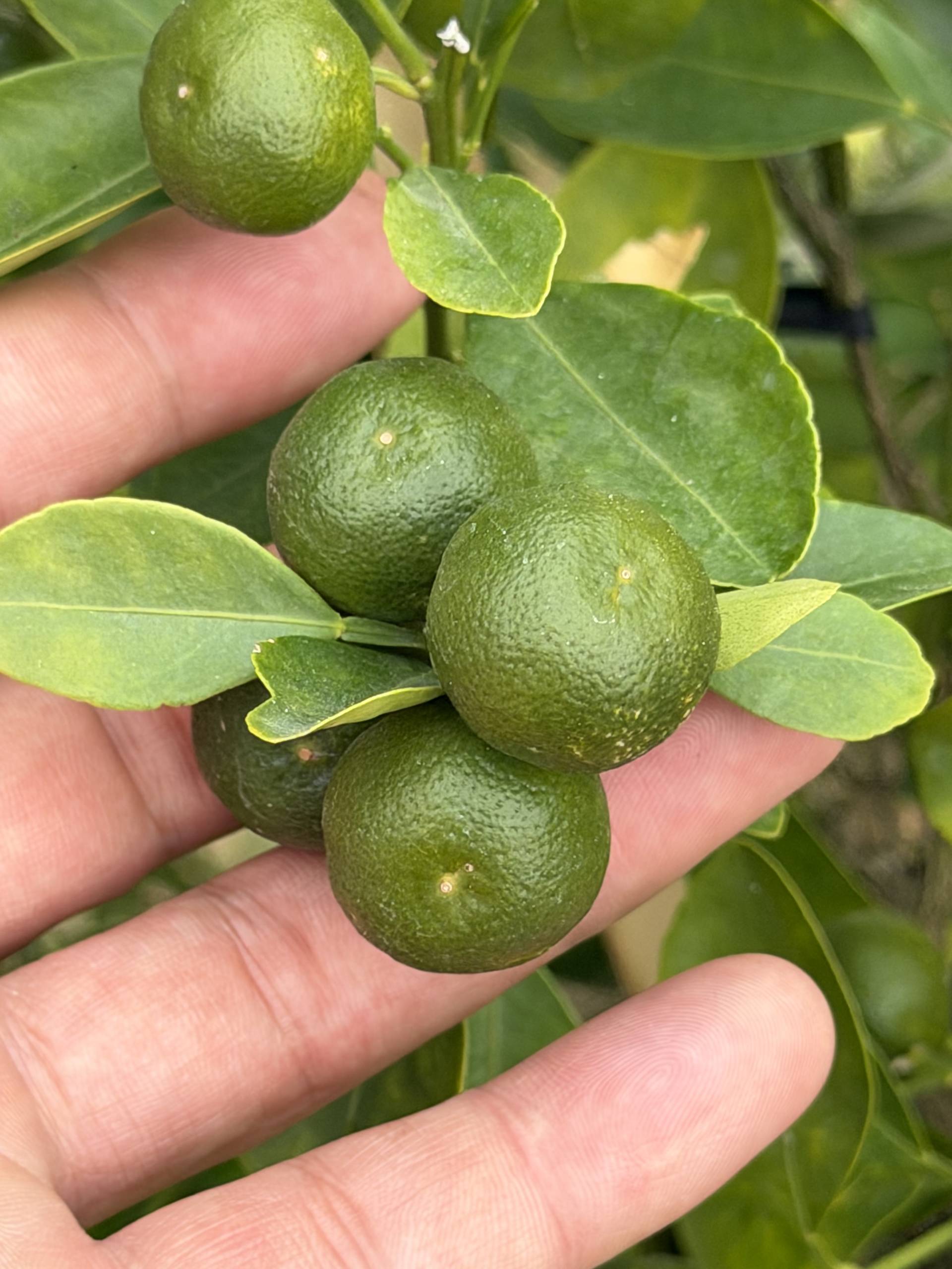 Close-up macro photograph of fresh ripe avocados on a branch with vibrant green leaves, showcasing the agricultural bounty of Đà Lạt's highland farming region.