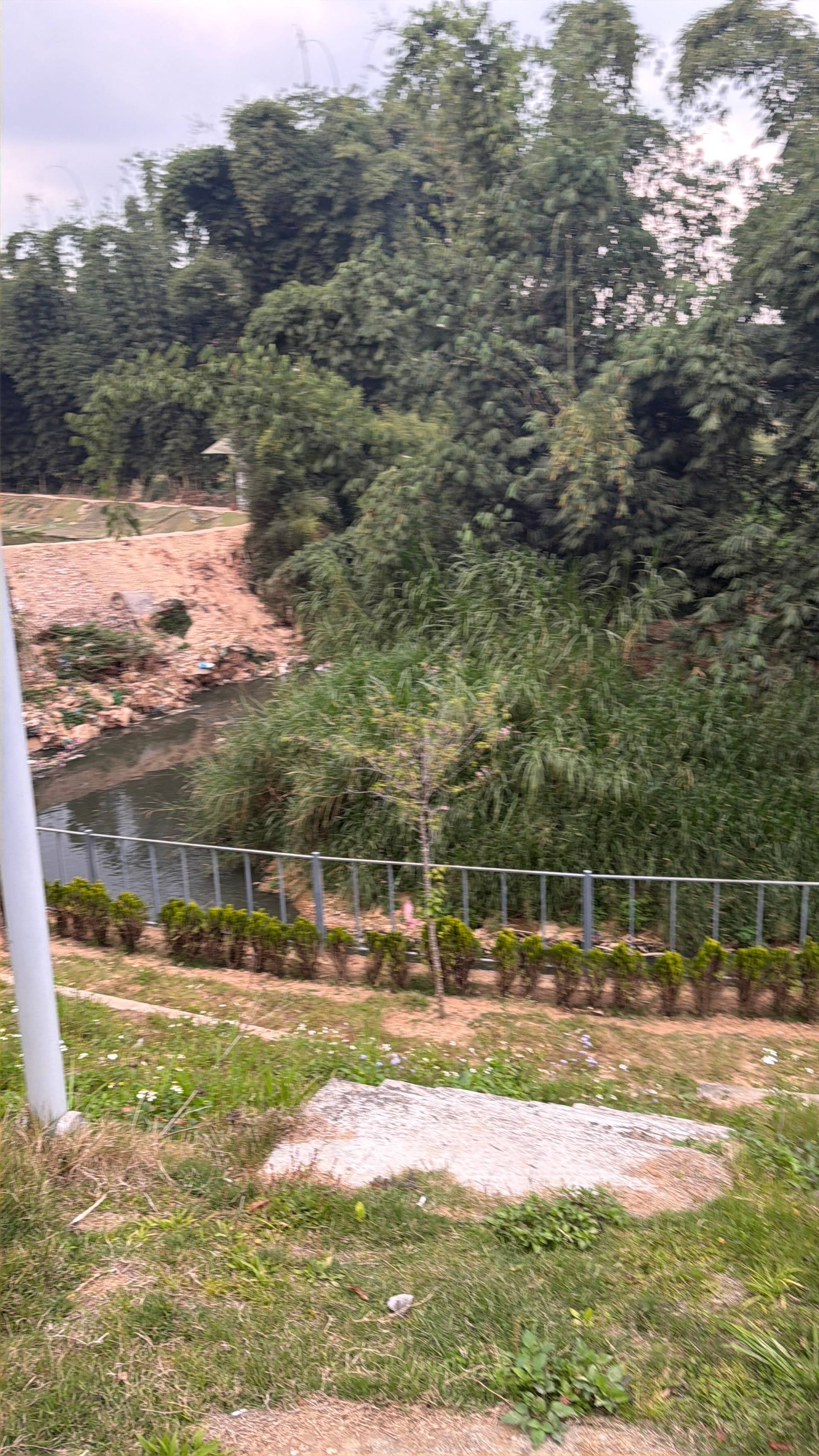 Serene natural landscape in Đà Lạt featuring dense pine forest, a small stream, and metal railings overlooking the highland scenery characteristic of the Da Lat region.
