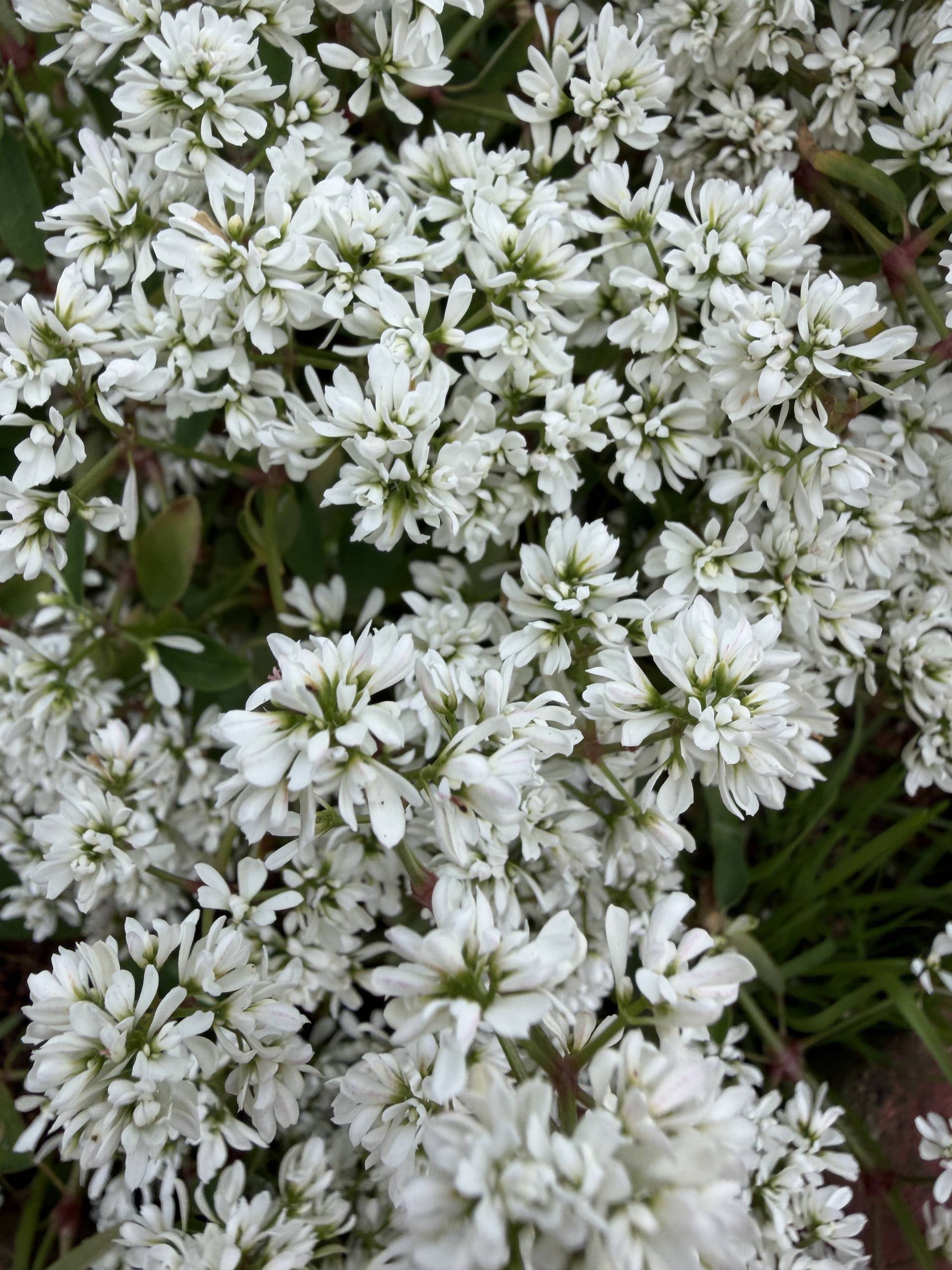 A botanical close-up of delicate white clustered flowers common in Vietnamese highland gardens, featuring dense white petals and green centers. The intimate macro photograph captures the natural beauty and serene pattern of mountain wildflowers.