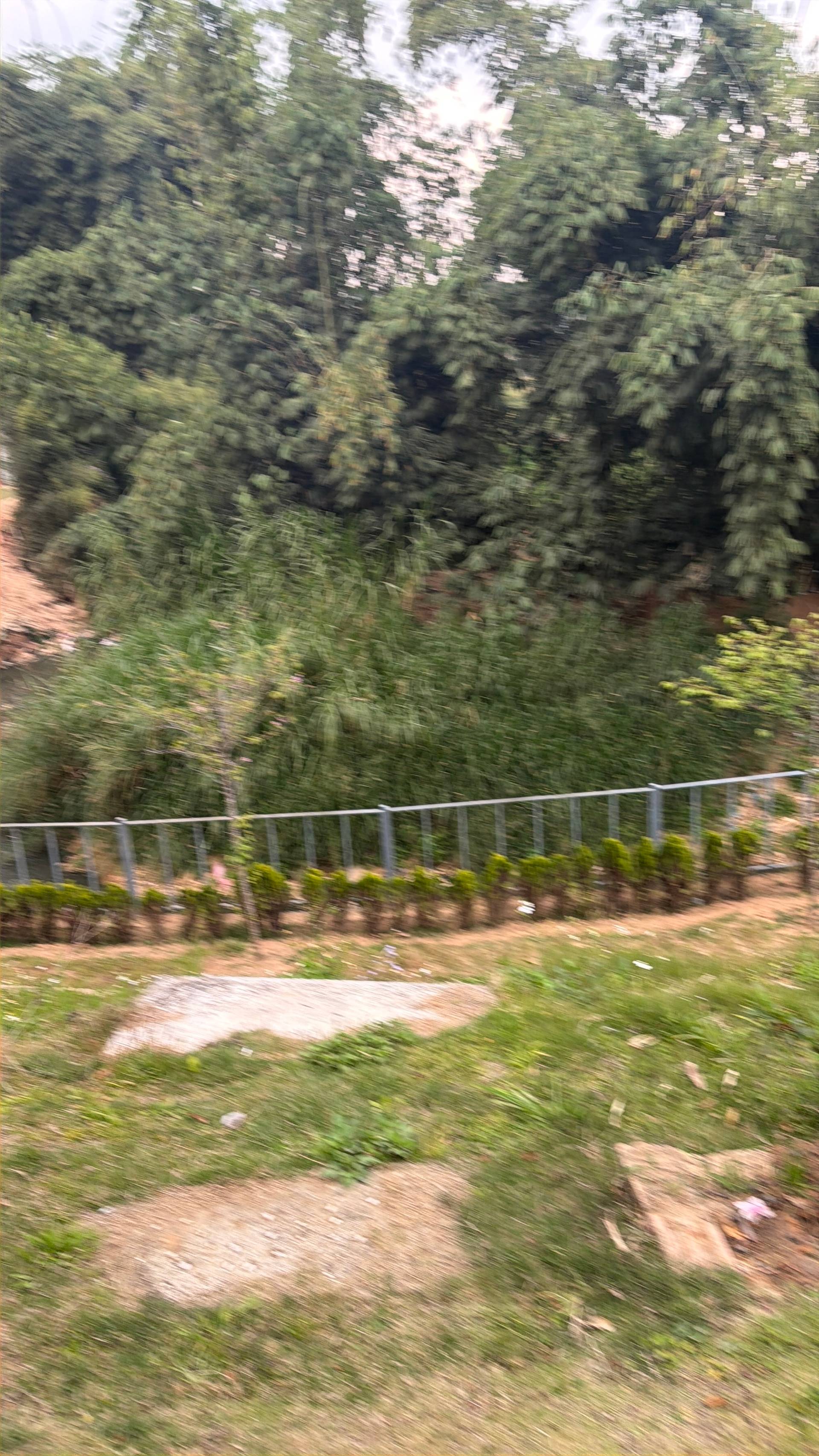 A motion-blurred journey through dense pine forests near Đà Lạt, capturing the lush greenery and hillside landscape from a moving vehicle. The winding forest road and metal railings frame a scenic montane environment typical of the region.